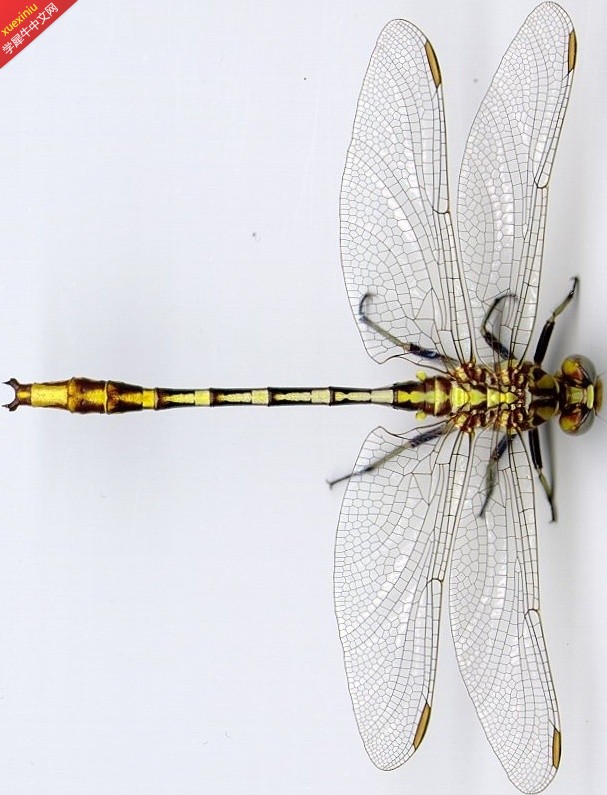 Dragonfly Top.jpg