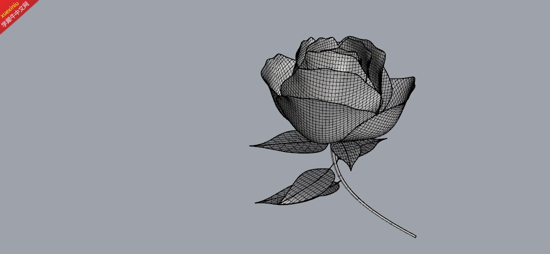 玫瑰 (1).jpg