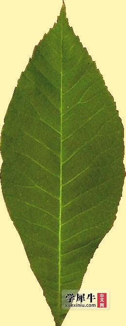 polygonum_persicaria_leaf.jpg