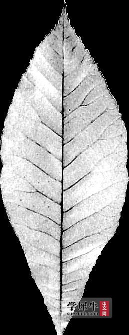 polygonum_persicaria_leaf_bump.jpg