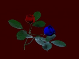红蓝玫瑰