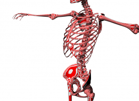 人体骨骼  全身骨骼 备注：网格面 三维模型可渲染全身骨头