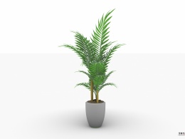 一个植物散尾葵
