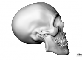 超写实人头骨三维模型可渲染头盖骨骷髅头头颅骨头