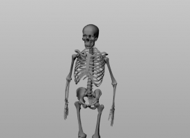 骨骼 人体骨骼 骷颅